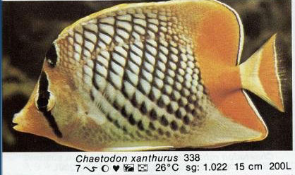 Chaetodon xanthurus